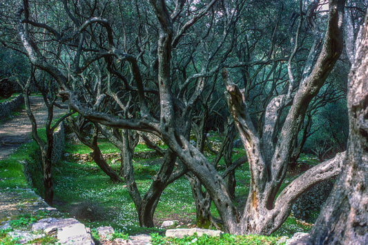 Olive grove in Corfu