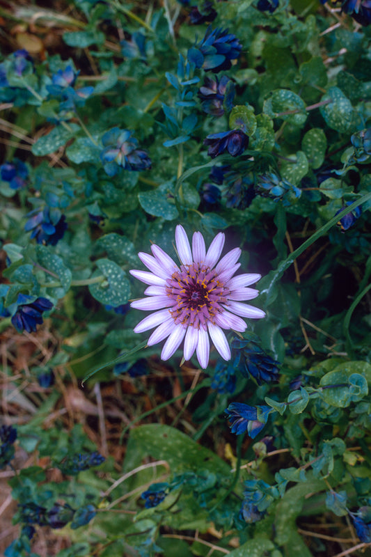 Αγριολούλουδο