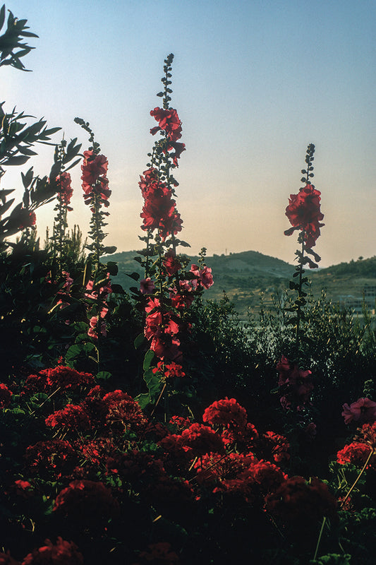 Γεράνια και μολόχες