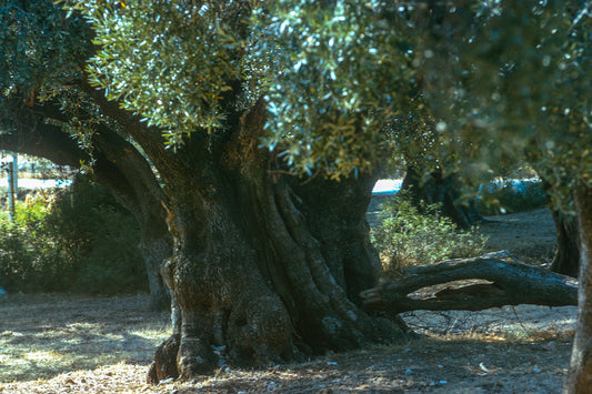 Olive trees