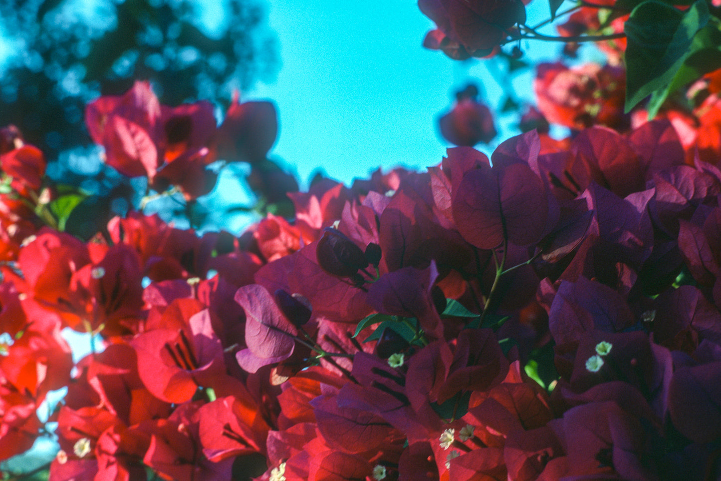 Spring flowers