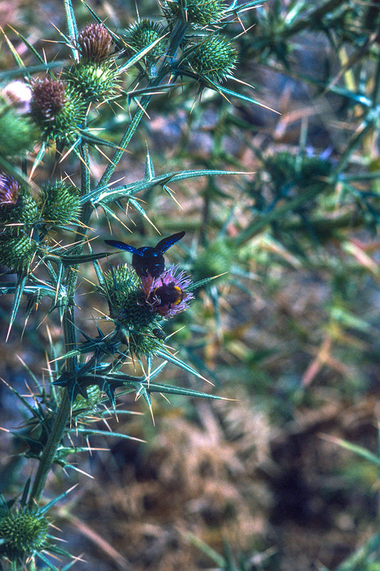 Thistle